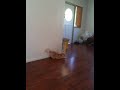 My cat going ape shit over a pen
