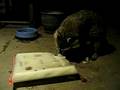 videos de The Raccoon Feeder Project