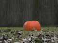The Life and Times of an Unfortunate Pumpkin