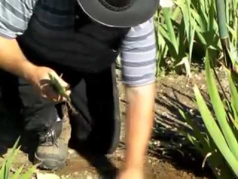 how to transplant iris bulbs