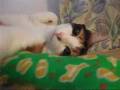 猫、おもちゃを抱っこして寝る - Cat hug a toy