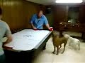 Air Hocky Dog