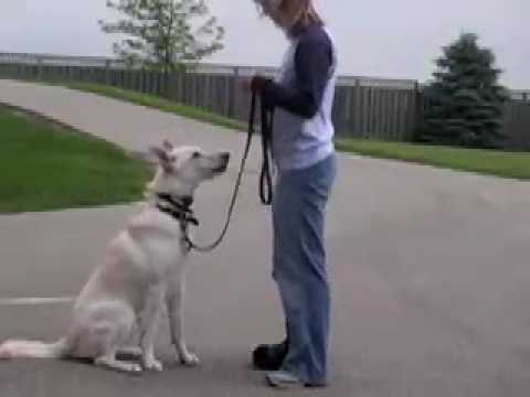 how to train with shock collar