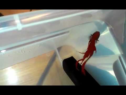 how to treat fin rot in bettas