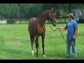 Argentinus colt in Florida