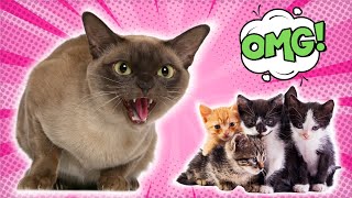 Do Female Cats Kill Kittens? (The Surprising Truth)