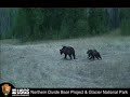 Grizzly Bear with Cubs Charges Wolf