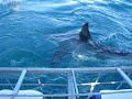 White Shark Attacking The Cage In Gansbaai