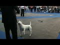 Eurodog Show Winner 08, Apollo. Ch Avonjul Astronomer Royal Eurodog Show Winner 08, Apollo. Ch Avonjul Astronomer Royal