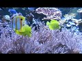 Relaxing Nature Scenes - Relaxing Aquarium (Insomnia Remedy)