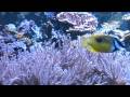 Relaxing Aquarium (watch in HD)
