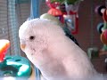 Fiordaliso chirping and whistling Fiordaliso chirping and whistling