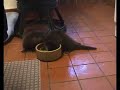 Splish, Splash & Splosh - Three Orphaned Otters Splish, Splash & Splosh - Three Orphaned Otters