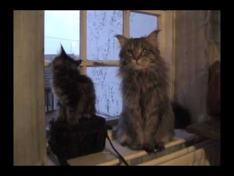 MAINE COON