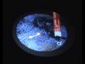 videos de SongExplorer