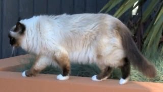 Birman Cat with Loud Meow Explores My Garden - PoathTV Funny Cat Video - PoathCats