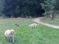 May Millie Benson Denver Rusty Wisey & mud