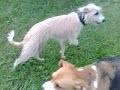 May Millie Benson Denver Rusty Wisey & mud
