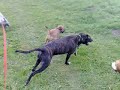 May Millie Benson Denver Rusty Wisey & mud