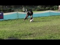 Click here to watch this video 2011 9/11 K9 寒川大会 スモールドッグ リン 決勝