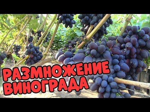 Два простых способа укоренения виноград