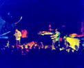 luxorlive juni 2008