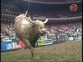 Wiley Petersen Vs. Mud Wasp