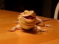 Ricki eats a mealworm Salivary Gland Cancer