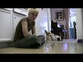 Kikos Kitchen Nightmares!- Training your dog to get over their fears clicker training free Dog training videos