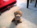 Poodle