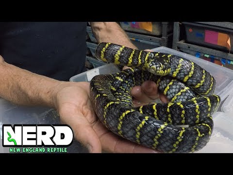 YouTube reptile video