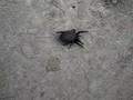 Neorio Shipyard Spider