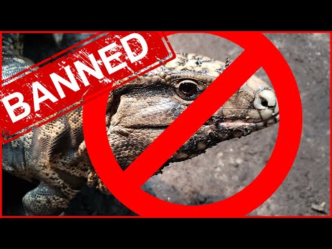 YouTube reptile video