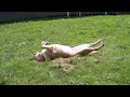 Zoe my cute yellow lab enjoying the sunshine and doing rollies in the grass (must have tennis ball)