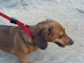 Mini Doxies walking on leash to the tune of Rawhide. Miniature Daschunds.