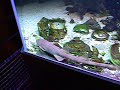 poisson tropicaux