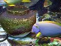 poisson tropicaux