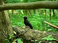 Dzięcioł czarny - Black Woodpecker - Dryocopus martius Dzięcioł czarny - Black Woodpecker - Dryocopus martius