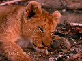 animals-take-a-look-through-my-eyes.html