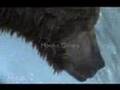 Animals - Take A Look Through My Eyes