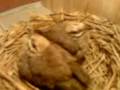 Straw headed bulbul or Cucak rawa Sepasang Anakan Ropel  www cucakrowosafrudin wordpress com  Indonesia