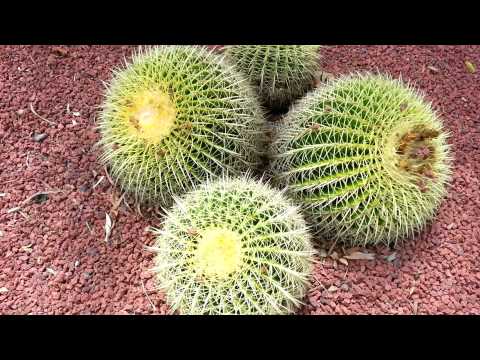 how to transplant golden barrel cactus