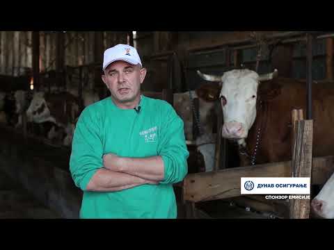 МИЛОШ KУРЋУБИЋ ИЗ ЧАЧАНСKОГ СЕЛА KУKИЋИ СЕ ВИШЕ ОД ДВЕ ДЕЦЕНИЈЕ ВЕОМА УСПЕШНО БАВИ МЛЕЧНИМ ГОВЕДАРСВОМ