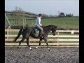Talented Zangersheide Gelding