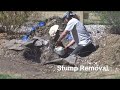 Stump Removal
