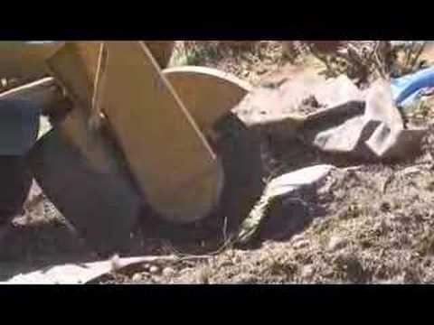 how to replant after stump grinding