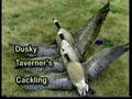 Canada Goose ID Part 2 of 7 - GOOSE IDENTIFICATION