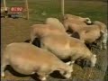 texel farma ovaca sedlare   01