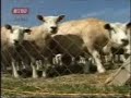 Texel farma ovaca, Sedlare - 01