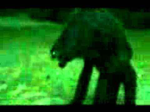 luison - MITO O REALIDAD? ESTE SUPUESTO LUISON O HOMBRE LOBO HA SIDO CAPTADO POR LAS CAMARAS DE UN CELULAR, JUSTO EN ESTA EPOCA QUE SE ESTRENARA LA TAN ESPERADA PARTE...